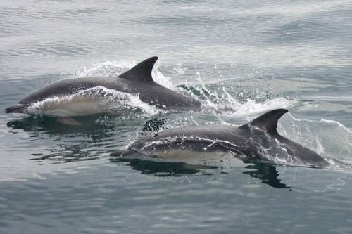 short beaked common dolphins baltimore